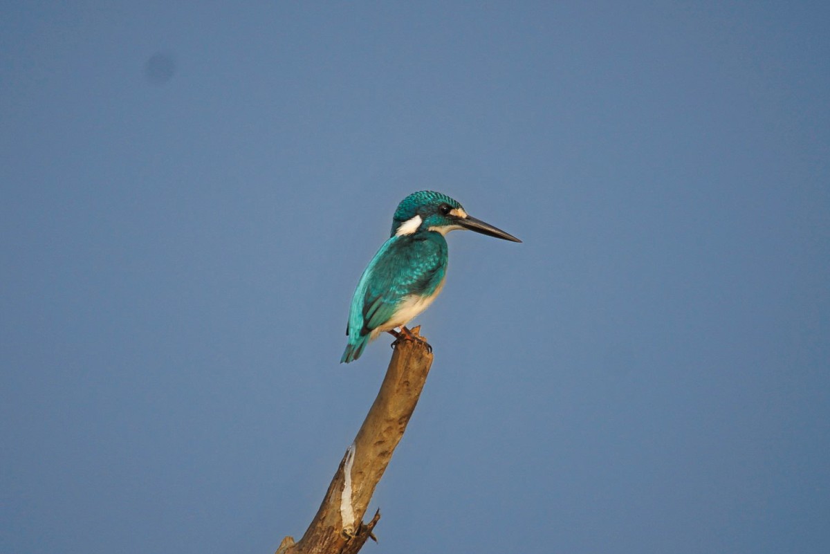 SMALL BLUE KINGFISHER